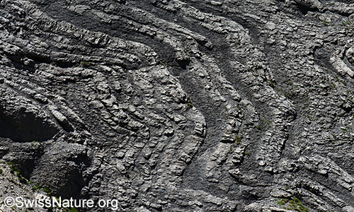 Ausschnitt aus einer Felswand mit gefalteter Schichtung.