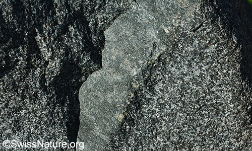 Ein bis ca. 10cm breiter Gang aus Lamprophyr in einem Felsblock aus Diorit.