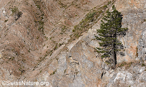 Felswand aus Bündnerschiefer (auch Kalkglimmerschiefer).