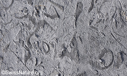 Schrattenkalk mit eingelagerten Rudisten (ausgestorbene Muscheln).