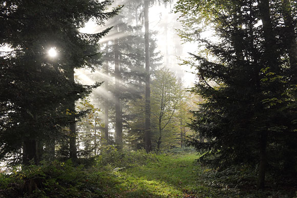 So sah der Waldweg auf dem sonnigen Berg am 25.10.2024 aus.