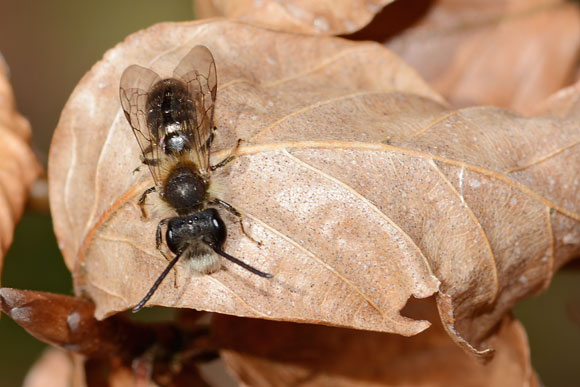 Wildbienen sind wichtige Bestäuber.