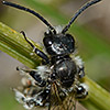 Hauptseite zum Lebensraum/Habitat «Alpiner Rasen mit vielseitiger Flora und Fauna» anzeigen.