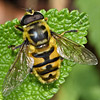 Hauptseite zum Lebensraum/Habitat «Sonniger Waldrand» anzeigen.