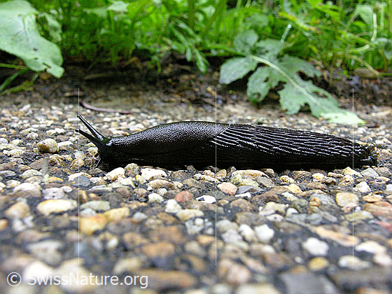 Foto: Rote Wegschnecke oder Schwarze Wegschnecke, Ansicht von der Seite.