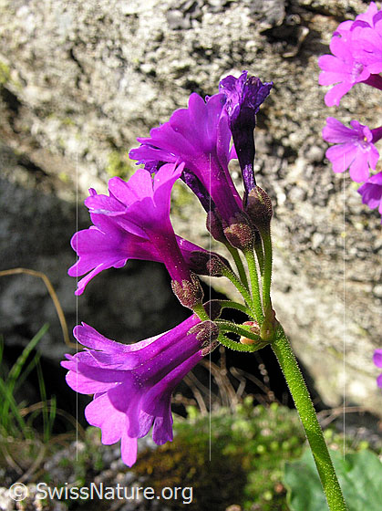 Foto: Breitblättrige Primel
Lat.: Primula latifolia
Familie: Primulaceae (Schlüsselblumengewächse)
