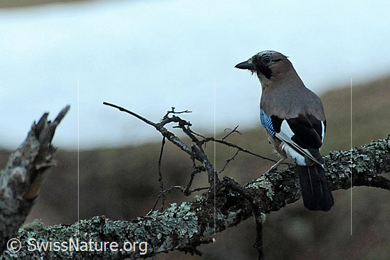 Eichelhäher (Garrulus glandarius)