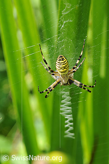 Wespenspinne (Argiope bruennichi)