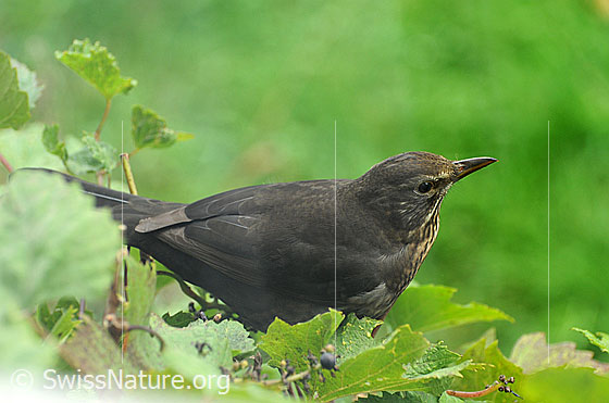 Foto: Amsel auf Rebe (Weibchen)