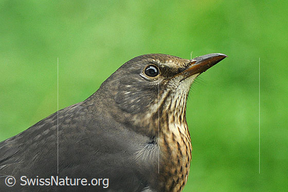 Kopf einer Amsel