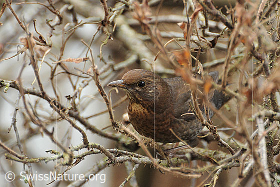 Foto: Amsel (Turdus merula) gut getarnt in einem Rosenstrauch sitzend (Weibchen).