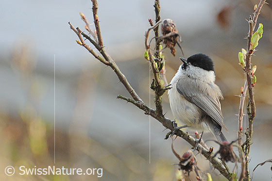 Sumpfmeise (Poecile palustris)