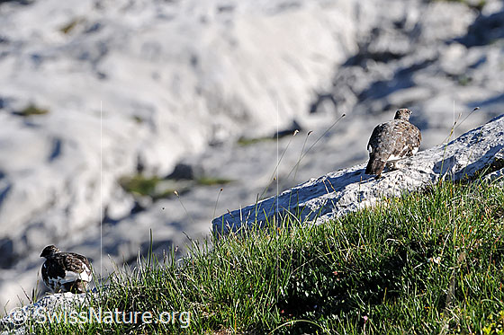 Foto: Schneehühner auf Kalkfelsen. Die Alpenschneehühner tragen das Sommergefieder und sind gut getarnt.
Alpenschneehuhn
Lat.: Lagopus mutus 
Familie: Hühnervögel