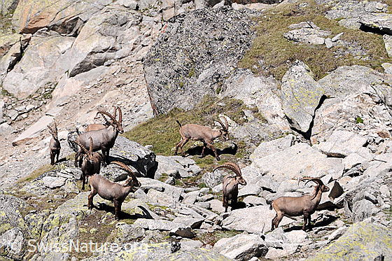 Foto: Steinböcke. Das Bockrudel hält sich zwischen grossen Felsblöcken auf.
Lat.: Capra ibex