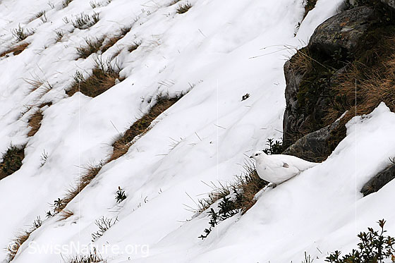Foto: Schneehuhn im Winterkleid gut getarnt im ersten Schnee des Winters.
Alpenschneehuhn
Lat.: Lagopus mutus 
Familie: Hühnervögel