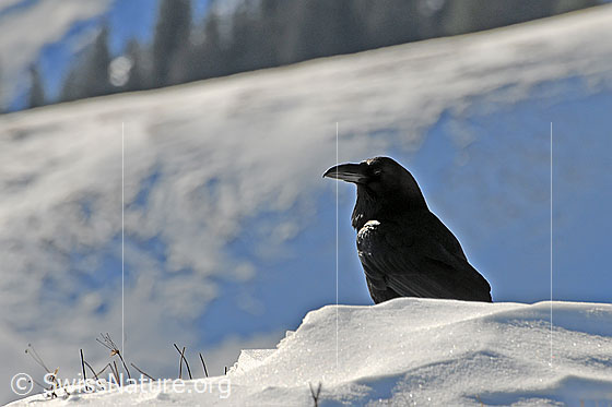 Foto: Sitzender Rabe
Kolkrabe
Lat.: Corvus corax
Familie: Rabenvögel