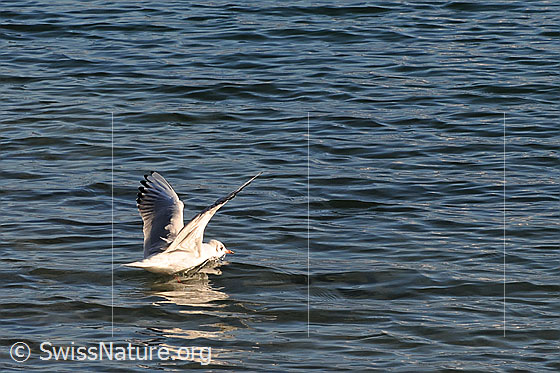 Foto: Möwe beim Abflug
Silbermöwe
Lat.: Larus argentatus 
Familie: Wasservöge