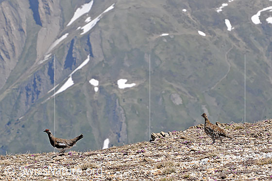 Foto: Schneehühner Paar im Sommergefieder
Alpenschneehuhn 
Lat.: Lagopus mutus 
Familie: Hühnervögel