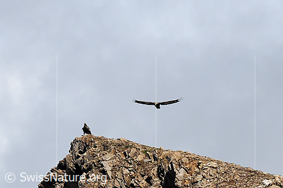 Photo: Aquila chrysaetos and another eagle flying past.