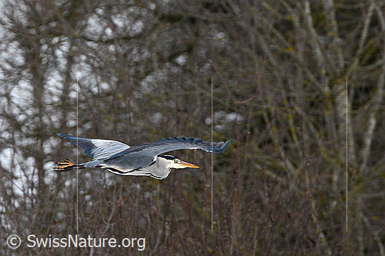 Foto: Fischreiher (Ardea cinerea) im Flug.
Umgebung: Wald und Bach am Rand eines Siedlungsgebietes. Höhe ca. 570m ü.M.
Graureiher
Lat.: Ardea cinerea
Familie: Ardeidae (Reiher)
