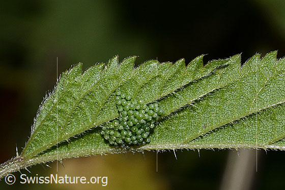 Eigelege des kleinen Fuchs (Aglais urticae) an Blatt der grossen Brennnessel (Urtica dioica)