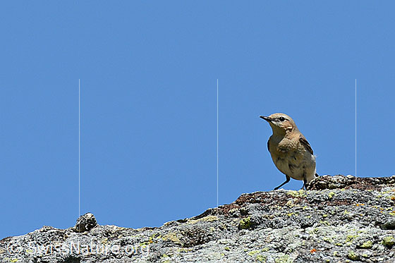 Foto: Bergpieper (Anthus spinoletta) auf Felskante sitzend.
Lat.: Anthus spinoletta
Familie: Motacillidae (Stelzen und Pieper)
Unterordnung: Passeriformes (Sperlingsvögel)
