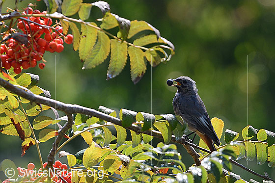 Foto: Hausrotschwanz mit Vogelbeere im Schnabel.