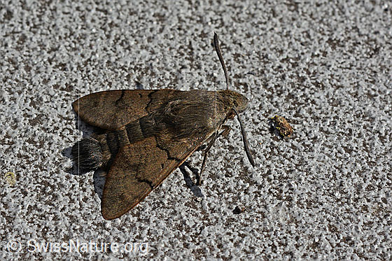 Foto: Taubenschwänzchen (Macroglossum stellatarum), für einmal nicht im Flug, sondern ruhend.