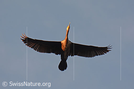 Foto: Fliegender Kormoran.
Lat.: Phalacrocorax carbo
Familie: Kormorane
