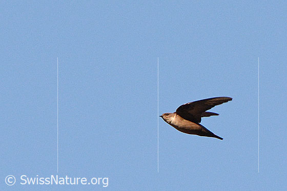Foto: Felsenschwalbe (Ptyonoprogne rupestris) im Vorbeiflug.
Umgebung: Weiler in Bergtal umgeben von Weiden, Wäldern und Felswänden. Höhe ca. 1500m ü.M.
Lat.: Ptyonoprogne rupestris
Familie: Hirundinidae (Schwalben)