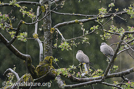 Foto: Türkentaube (Streptopelia decaocto) sitzen bei Regen auf Baum und dösen.