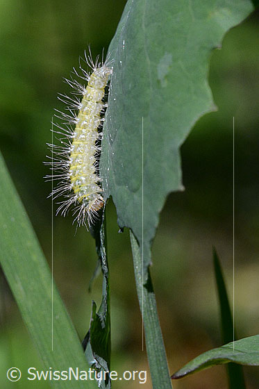 Foto: Helle Raupe an Blatt. Ev. Raupe der Haseleule.