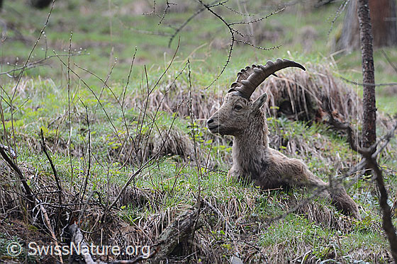 Foto: Am Boden liegender Steinbock.
Lat.: Capra ibex