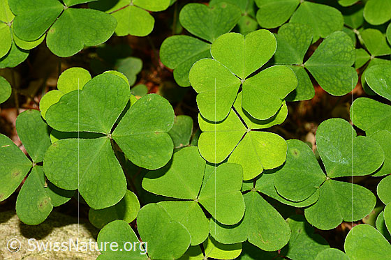 Foto: Wald-Sauerklee (Oxalis acetosella). Wird auch Gemeiner Sauerklee genannt. Blätter.
Lat.: Oxalis acetosella
Familie: Oxalidaceae (Sauerkleegewächse)
Gattung: Oxalis (Sauerklee)