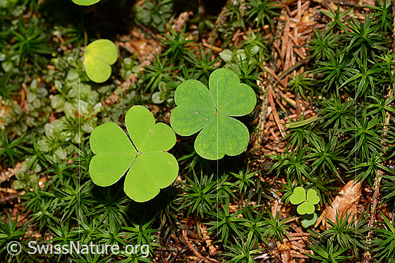 Foto: Zwei Kleeblätter auf Waldboden.
Wald-Sauerklee (Oxalis acetosella). Wird auch Gemeiner Sauerklee genannt. Zwei Blätter.
Lat.: Oxalis acetosella
Familie: Oxalidaceae (Sauerkleegewächse)
Gattung: Oxalis (Sauerklee)