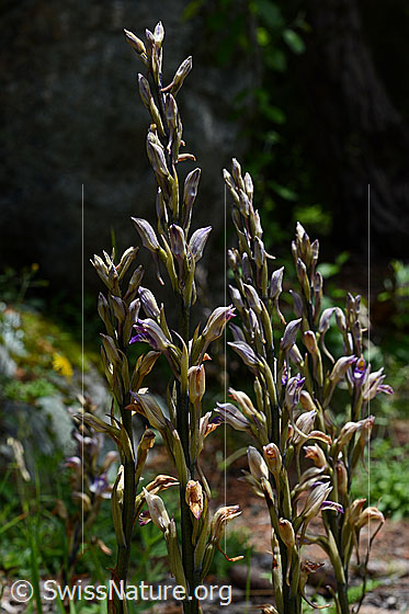 Foto: Violetter Dingel (Limodorum abortivum). Mehrere dicht nebeneinander stehende Blütenstände.