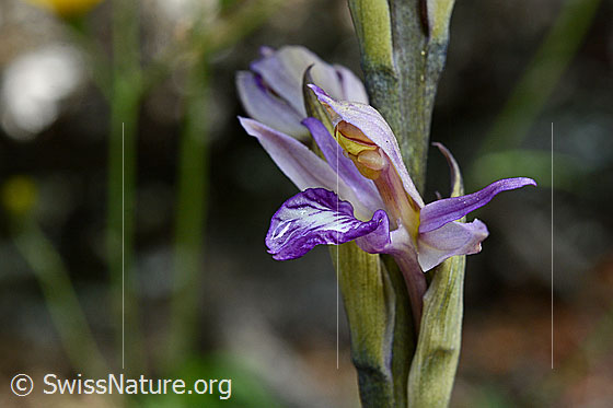 Foto: Violetter Dingel (Limodorum abortivum). Blüte.