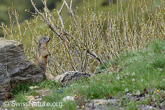 Foto: Murmeltier macht Männchen.
Lat.: Marmota