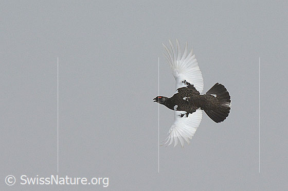 Foto: Schneehuhn im Flug. Das Schneehuhn floh nicht vor uns. Mehrere Schneehühner hielten einen Art Zeremonie ab, in welcher es um die Besetzung des höchstgelegenen Geländepunktes zu gehen schien.
Alpenschneehuhn
Lat.: Lagopus mutus 
Familie: Hühnervögel