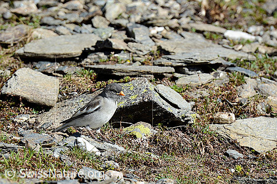 Schneesperling (Montifringilla nivalis)