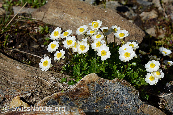 Foto: Hahnenfuss in felsigem Gelände.
Alpen-Hahnenfuss 
Lat.: Ranunculus alpestris 
Familie: Ranunculaceae (Hahnenfussgewächse)