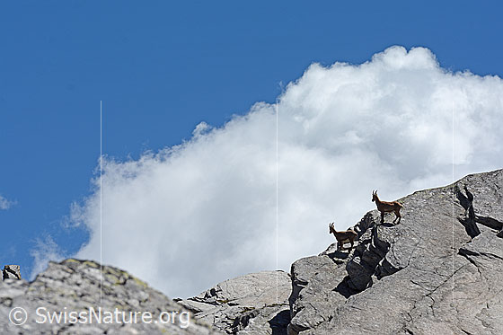 Foto: Steinböcke auf abschüssigen Felsen an Gratkante.
Lat.: Capra ibex