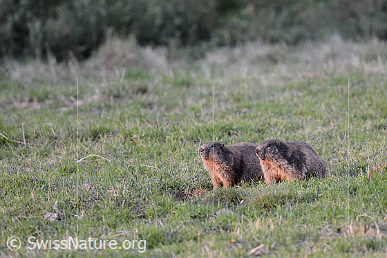 Foto: Zwei Murmeltiere im Morgenlicht.
Lat.: Marmota