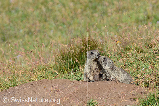 Foto: Zwei junge Murmeltiere beim Bau.
Lat.: Marmota