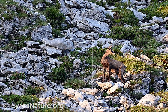 Foto: Gämse blickt zurück und wartet auf nachfolgende Tiere.
Lat.: Rupicapra rupicapra