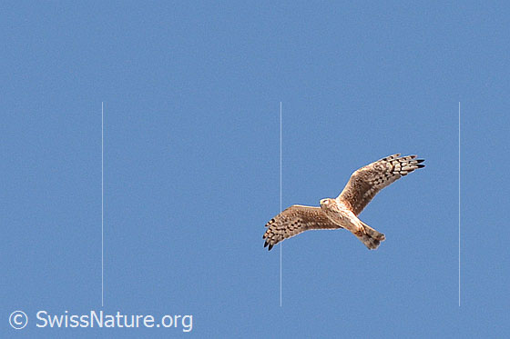 Foto: Turmfalke am blauen Himmel.
Lat.: Falco tinnunculus
Familie: Greifvögel