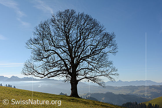 Foto: Wohlgeformter Ahorn. Im Hintergrund die Emmentaler Hügellandschaft und die Stockhornkette. 
Dieser stolze Baum hat sicher schon viel erlebt.