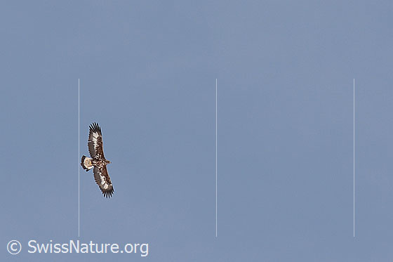 Foto: Junger Adler im Flug.