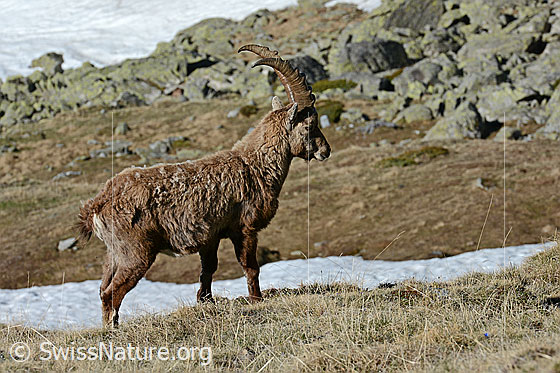 Foto: Steinbock im Winterfell
Lat.: Capra ibex