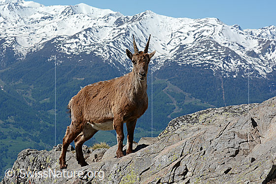 Foto: Steingeiss auf Felsgrat 
Steinbock
Lat.: Capra ibex